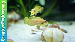 Shell Dwellers  My favorite nano fish Neolamprologus multifasciatus amp Lamprologus ocellatus gold [upl. by Anaoj761]