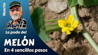 𝗠𝗘𝗟𝗢́𝗡 LA PODA DEL MELÓN EN 4 SENCILLOS PASOS [upl. by Fidole167]