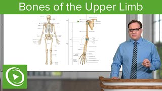 Bones of the Upper Limb – Anatomy  Lecturio [upl. by Quentin]