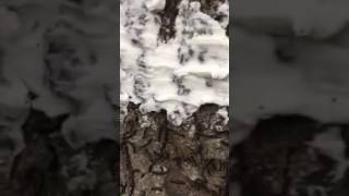 How to stop gypsy moth caterpillar infestation FAST and cure tree problems [upl. by Hally]