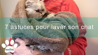 7 astuces pour laver son chat  Assur OPoil [upl. by Ordway76]