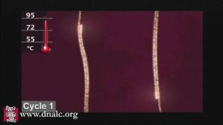 Polymerase Chain Reaction PCR [upl. by Lennad]