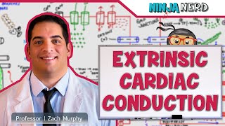 Cardiovascular  Electrophysiology  Extrinsic Cardiac Conduction System [upl. by Rehm]