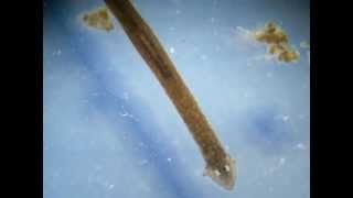 Planaria Phylum Platyhelminthes [upl. by Aicilet835]