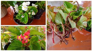 How To Care Begonia  How To Grow Begonia From Cuttings [upl. by Thomasine]