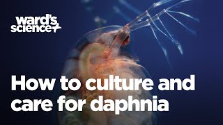 Caring and Culturing for Daphnia [upl. by Bohannon817]