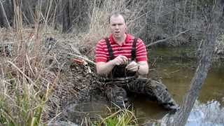 Beaver Trapping  Snaring Basics [upl. by Tnahs808]