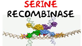 Serine recombinase [upl. by Susie]