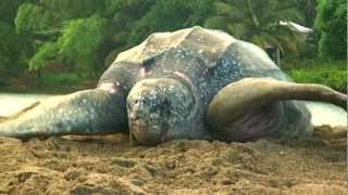 Sea Turtle Nesting Video [upl. by Juliet]