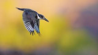 Belted King Fisher [upl. by Ecertak]