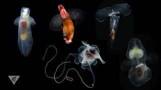 Pteropods Swimming snails of the sea [upl. by Nishom]