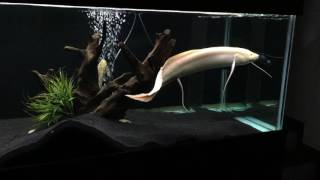 Albino lungfish  protopterus aethiopicus [upl. by Strang]