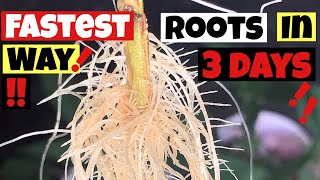 HOW TO CLONE CANNABIS  ROOTS IN 3 DAYS STEP BY STEP GROW GUIDE [upl. by Aissyla]