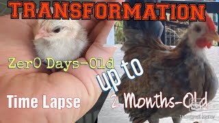 0 Days Old upto 2 months Old  Serama Chicken Hatching story [upl. by Hannah698]