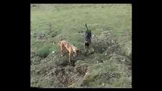 Lurcher training field craft from 12 months on part 2 [upl. by Aistek]