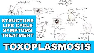 Toxoplasmosis  Toxoplasma gondii  Structure Life cycle Symptoms Treatment  Bio science [upl. by Akinak]