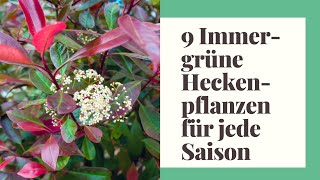 9 immergrüne Heckenpflanzen für jede Saison [upl. by Eladnek]