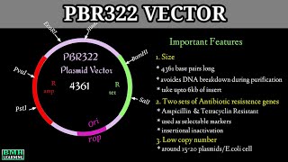 pBR322 Plasmid Vectors  Cloning Vectors  What Is A Plasmid [upl. by Nilats]