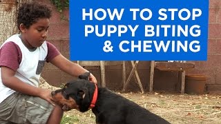 How to Stop Puppy Biting and Chewing [upl. by Notlek75]