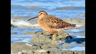 SHORTBILLED DOWITCHER California [upl. by Wolpert]