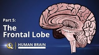 Frontal Lobe  Human Brain Series  Part 5 [upl. by Oibaf709]