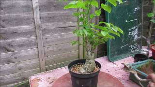 Pre Bonsai Walnut Update May 2019 [upl. by Goldarina]