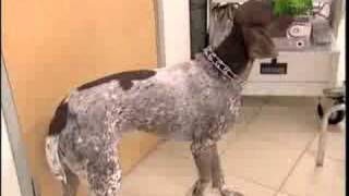 Breed All About It  German Shorthaired Pointer [upl. by Nogras956]