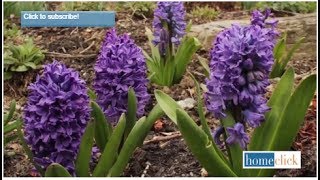 Growing Hyacinth  How to plant and grow Hyacinth [upl. by Klement108]