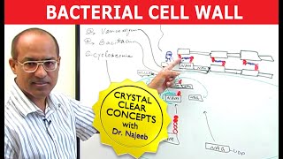 Bacterial Cell Wall [upl. by Ydollem]