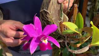 How I care for my Cattleya violacea [upl. by Nicky142]