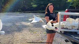 White racing pigeon training New Racing Pigeons and Birmingham Roller Pigeons [upl. by Sarkaria]