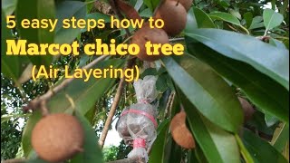 5 easy steps how to Marcot Chico tree or sapodilla tree English Subtitle [upl. by Lili525]