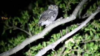 Western Screech Owl [upl. by Cire]