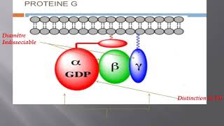 la structure et lactivation de protéine G [upl. by Haila195]