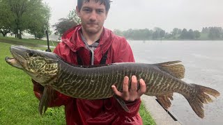 Tiger Musky Fishing from Shore in Southeast Pennsylvania [upl. by Rahm39]