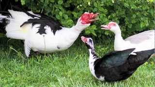 quotMuscovy Ducksquot Documentary [upl. by Egni]