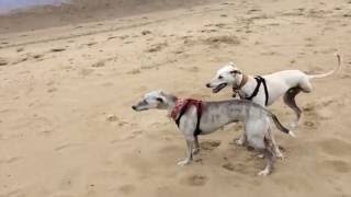 Awesome Three Legged Dog Greyhound Lurcher Racing On A Beach [upl. by Chauncey573]