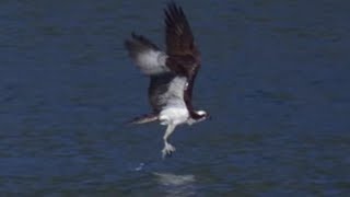 Osprey Hunts Fish in Slow Motion  BBC Earth Explore [upl. by Einahc]