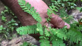 Ervas Medicinais Conheça e saiba como usar as plantas medicinais [upl. by Grayce]