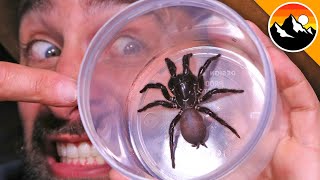 Milking the Worlds Most Venomous Spider [upl. by Dyoll]