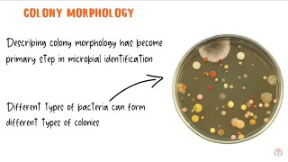 Bacterial Colony Morphology with Live Examples [upl. by Margreta]