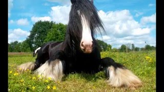 Amazing Horse  Gypsy Cob [upl. by Joyan988]