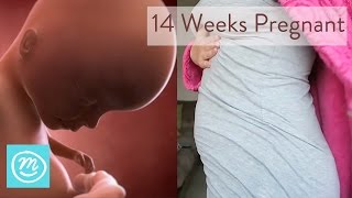 14 Weeks Pregnant What You Need To Know  Channel Mum [upl. by Htebasile]