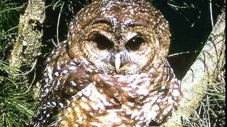 Nature Study Spotted Owl Sounds [upl. by Llewen]