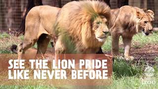 Check out Lion Pride Lands at Taronga Western Plains Zoo Dubbo [upl. by Wie568]