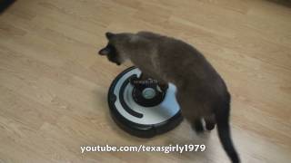 Cat shows HOW TO use iRobot Roomba Vacuum [upl. by Tiloine]