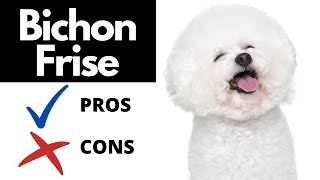 Bichon Frise Pros And Cons SHOCKING [upl. by Idonna]