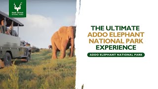 The Ultimate Addo Elephant National Park Experience  Addo Elephant National Park SANParks [upl. by Adnaral955]