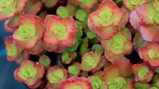 Get to Know Creeping SedumStonecrop  SunLoving Plants [upl. by Aihsas]