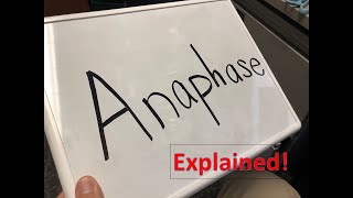 Anaphase explained [upl. by Richella95]